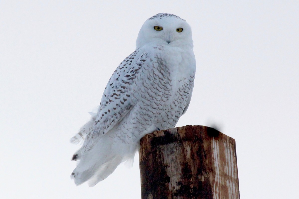 Snowy Owl - ML81329321