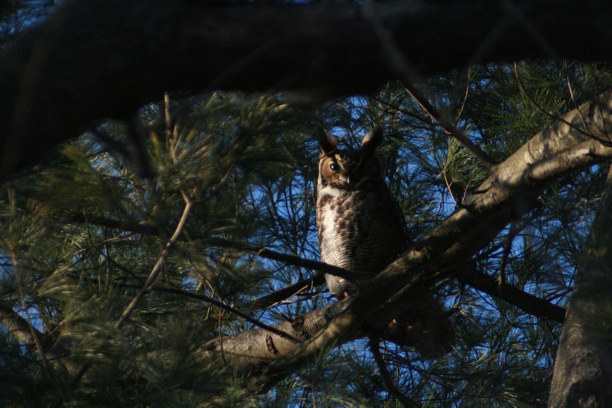 Great Horned Owl - Anonymous