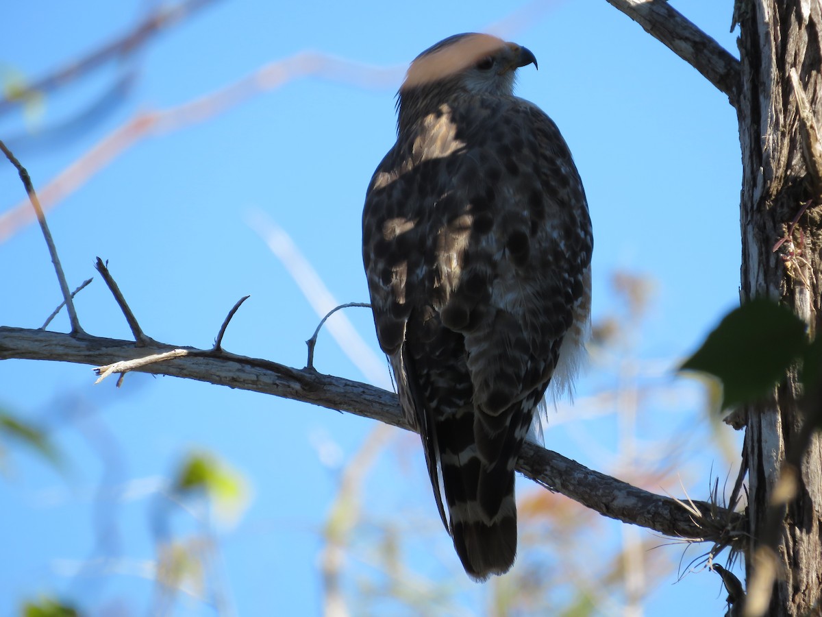 Red-shouldered Hawk - ML81330701