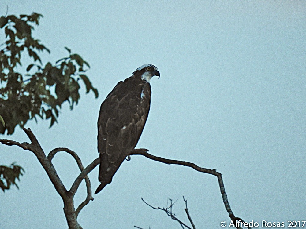 Osprey - Alfredo Rosas