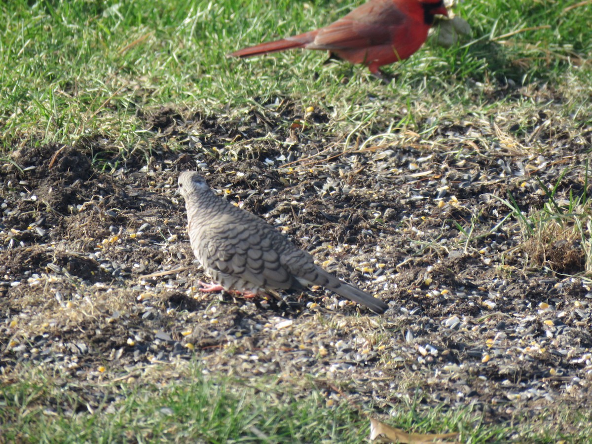 Inca Dove - Alec Humann