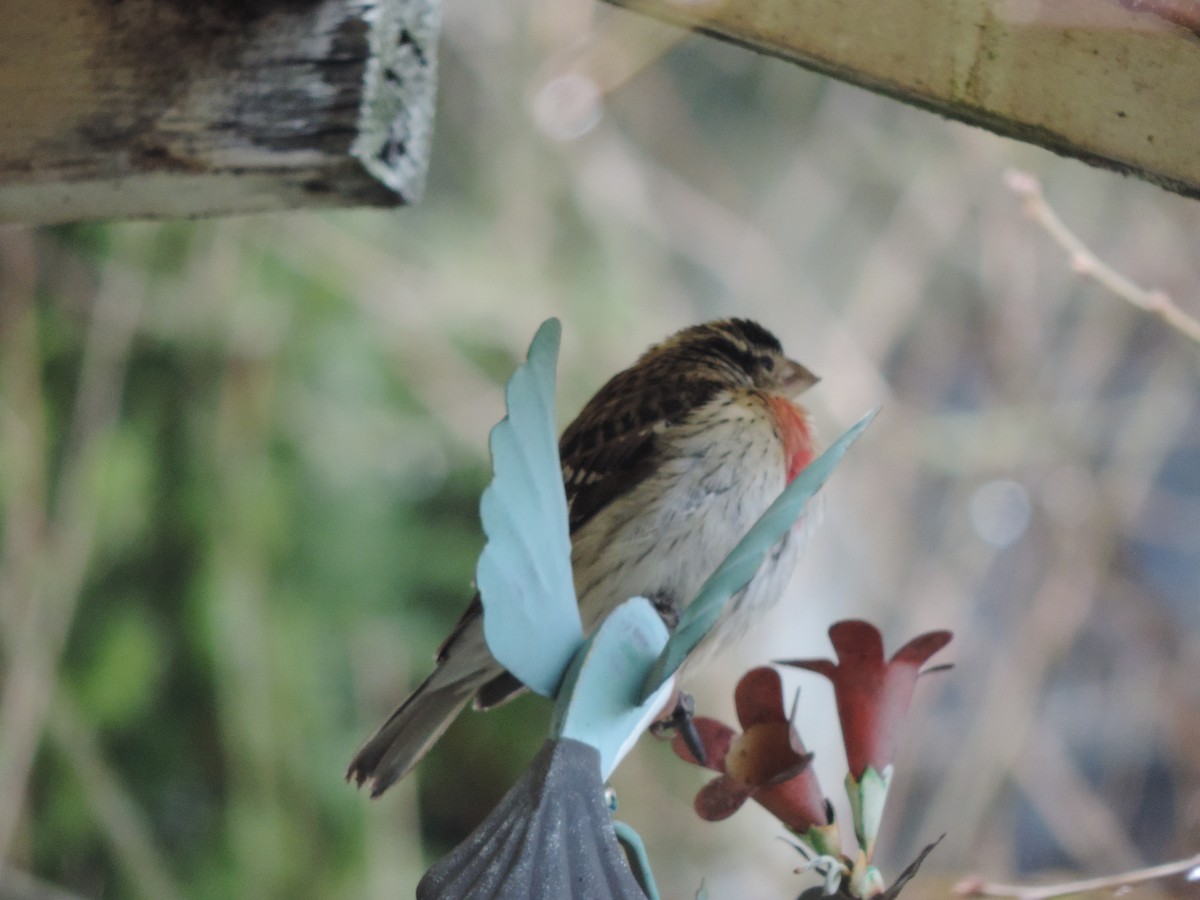 Rose-breasted Grosbeak - ML81331701