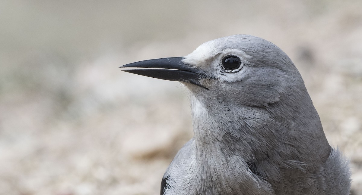 Clark's Nutcracker - ML81332631