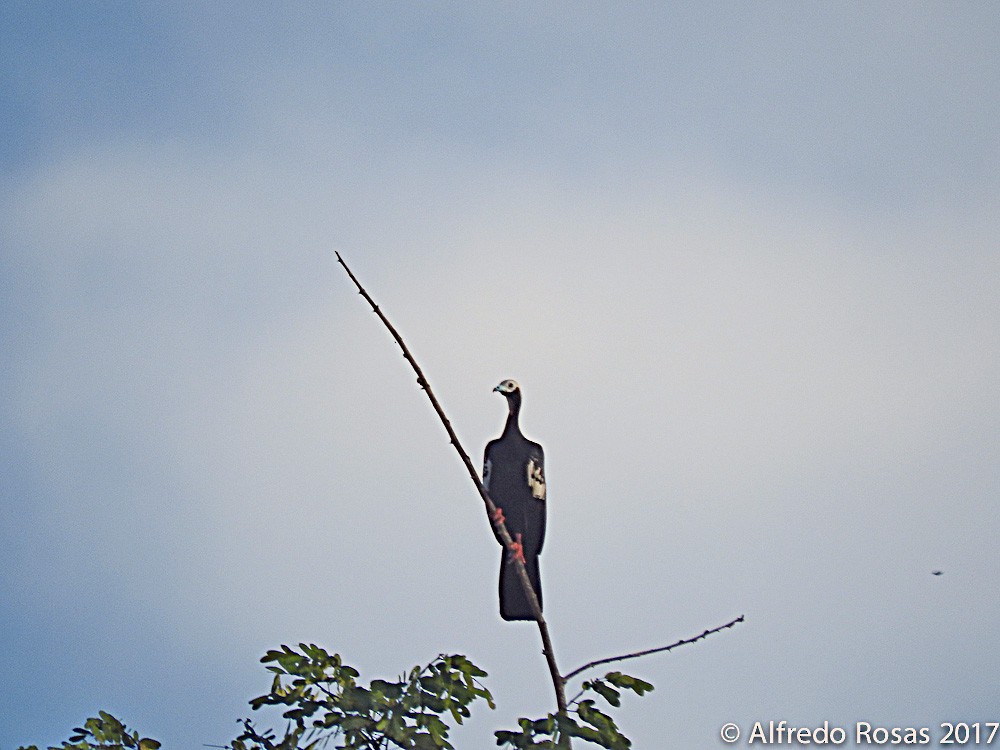Blue-throated Piping-Guan - ML81333571