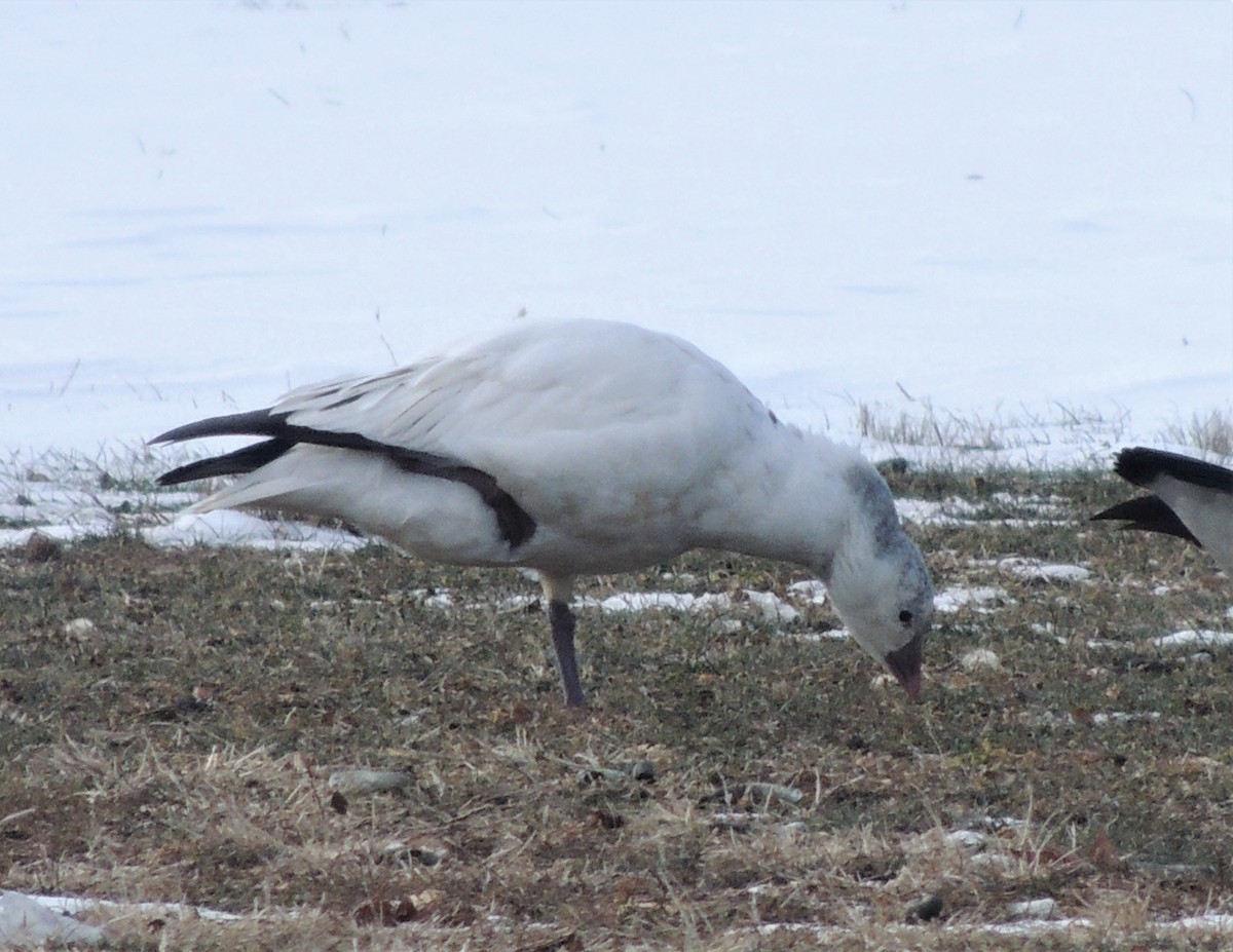 Ross's Goose - ML81334951