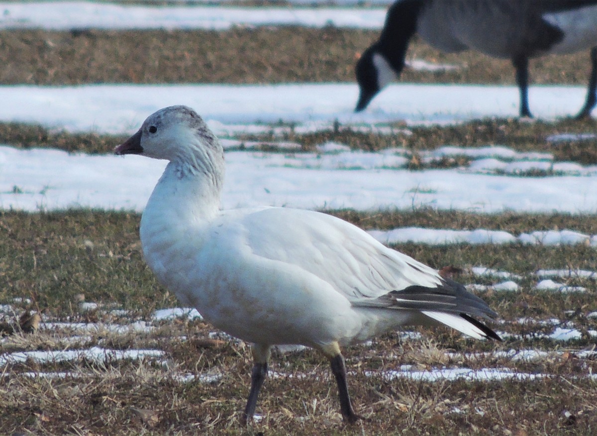 Ross's Goose - ML81334961