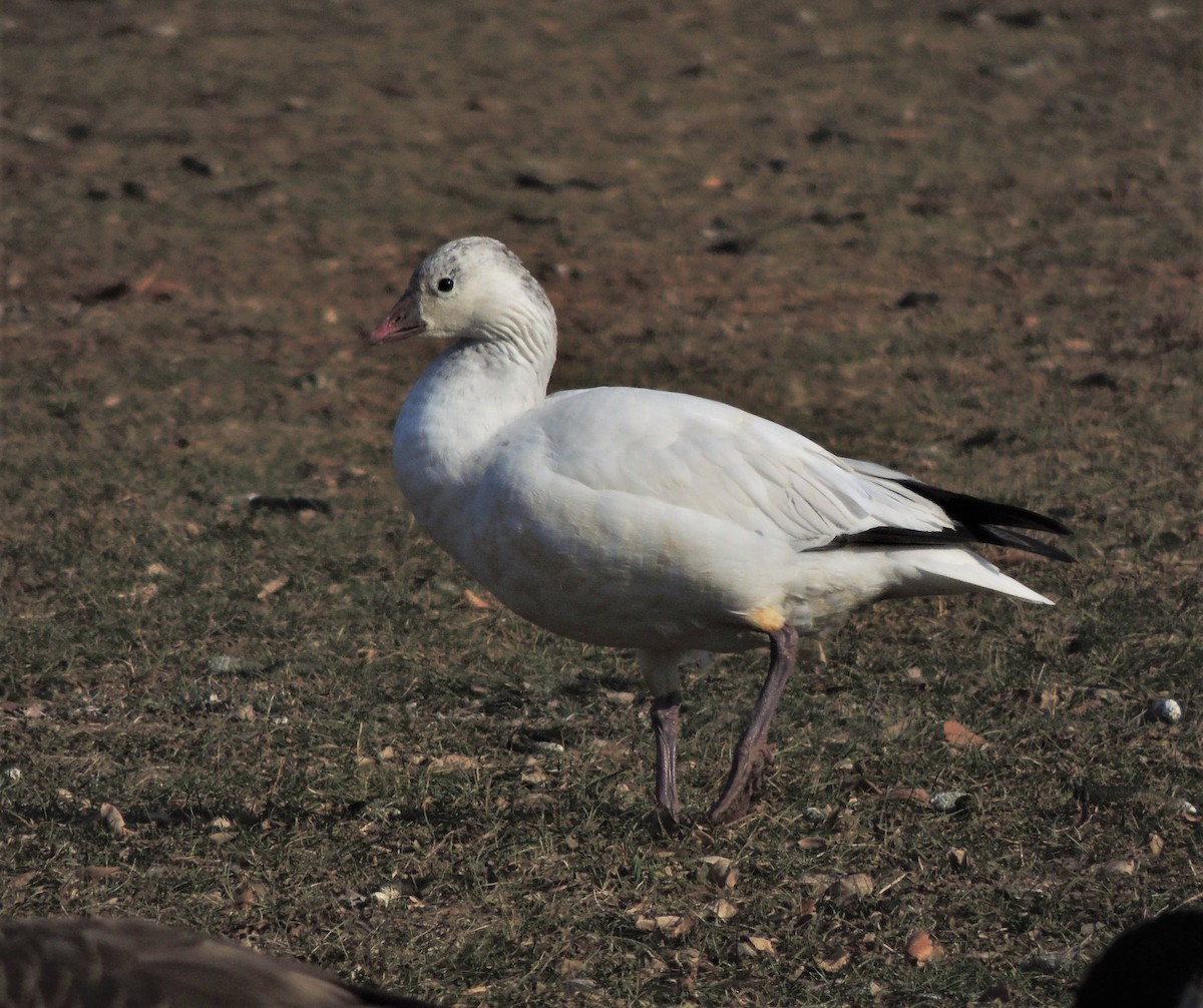 Ross's Goose - ML81334991