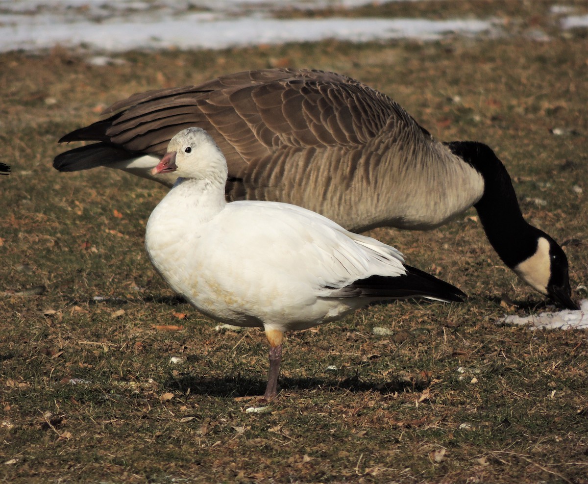 Ross's Goose - ML81335011