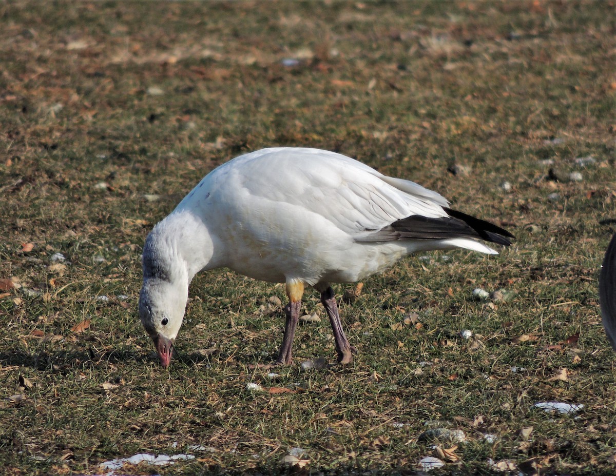 Ross's Goose - ML81335021