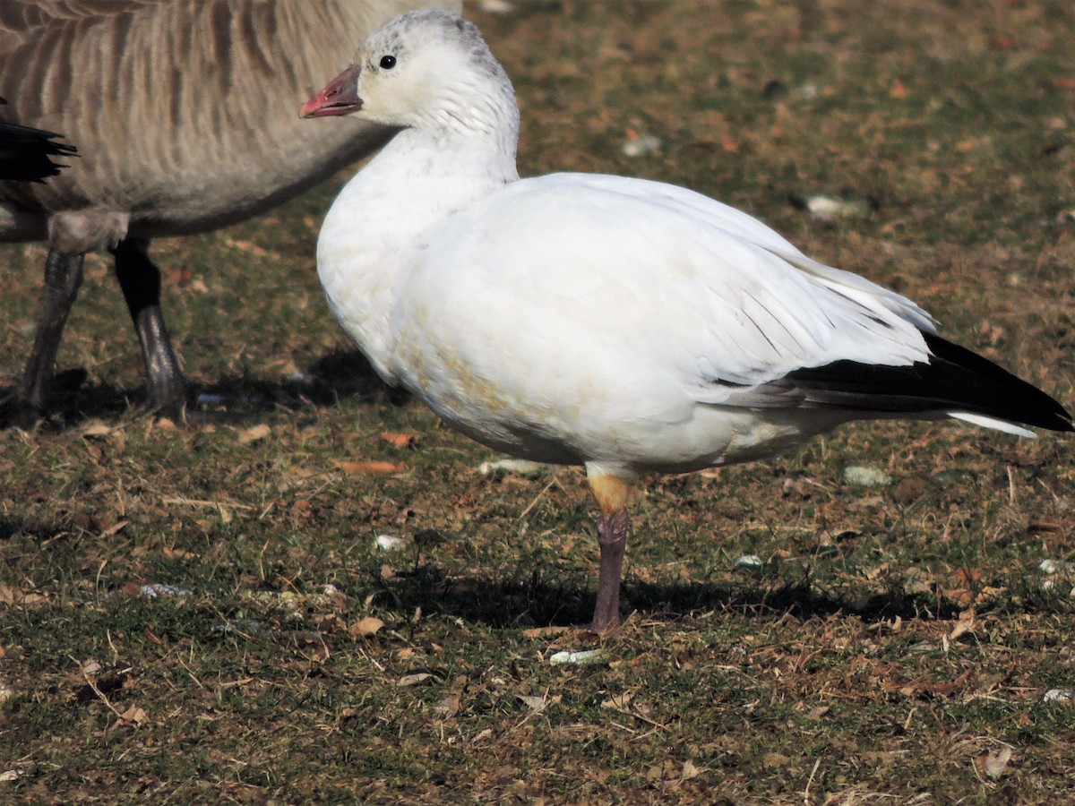 Ross's Goose - ML81335081