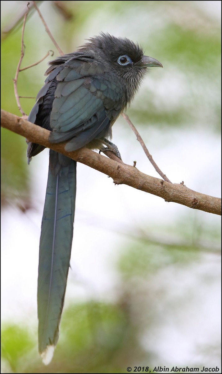 Blue-faced Malkoha - ML81336301