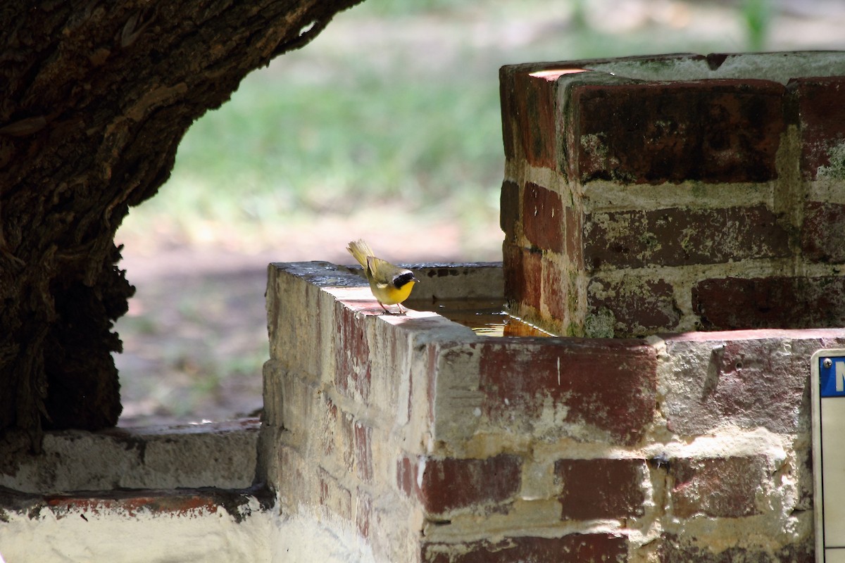 Common Yellowthroat - Anonymous