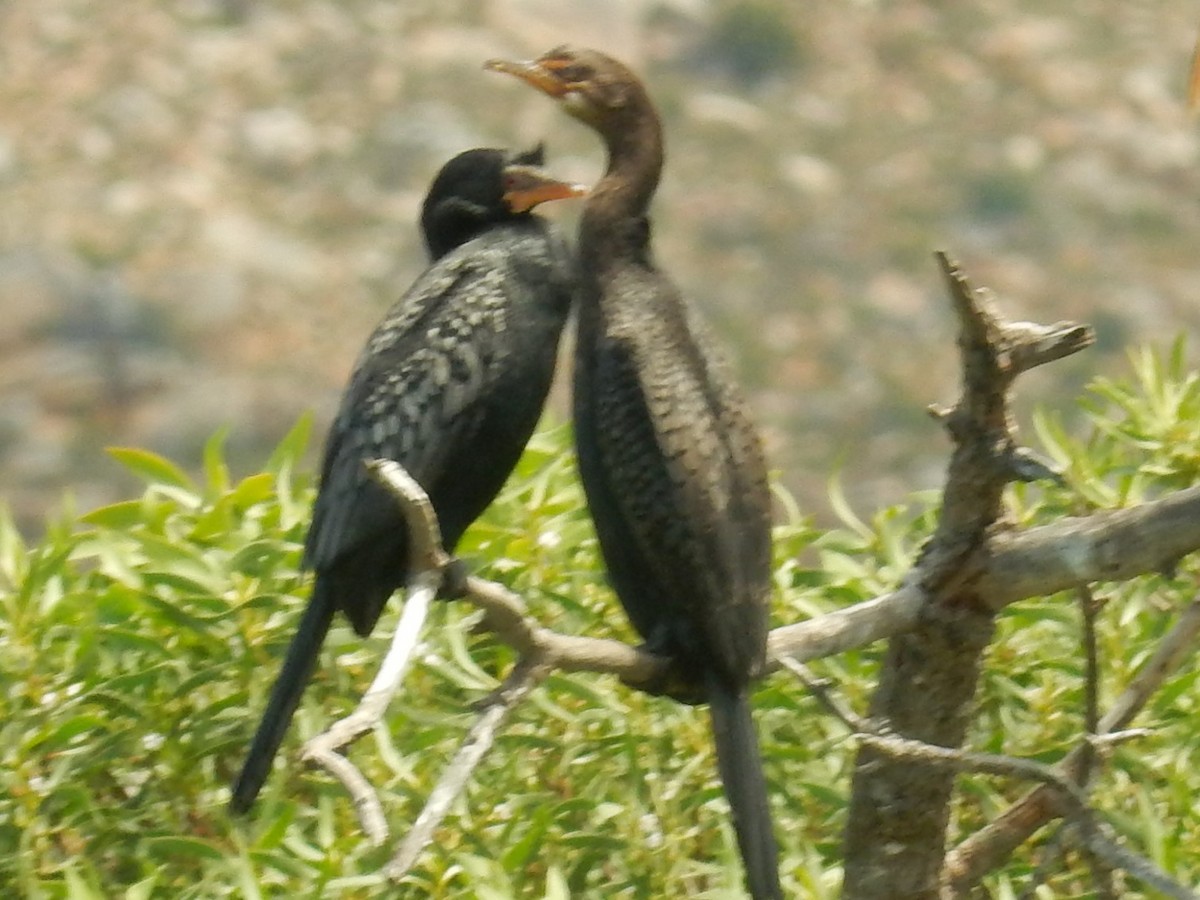 Crowned Cormorant - Jennifer Rothe