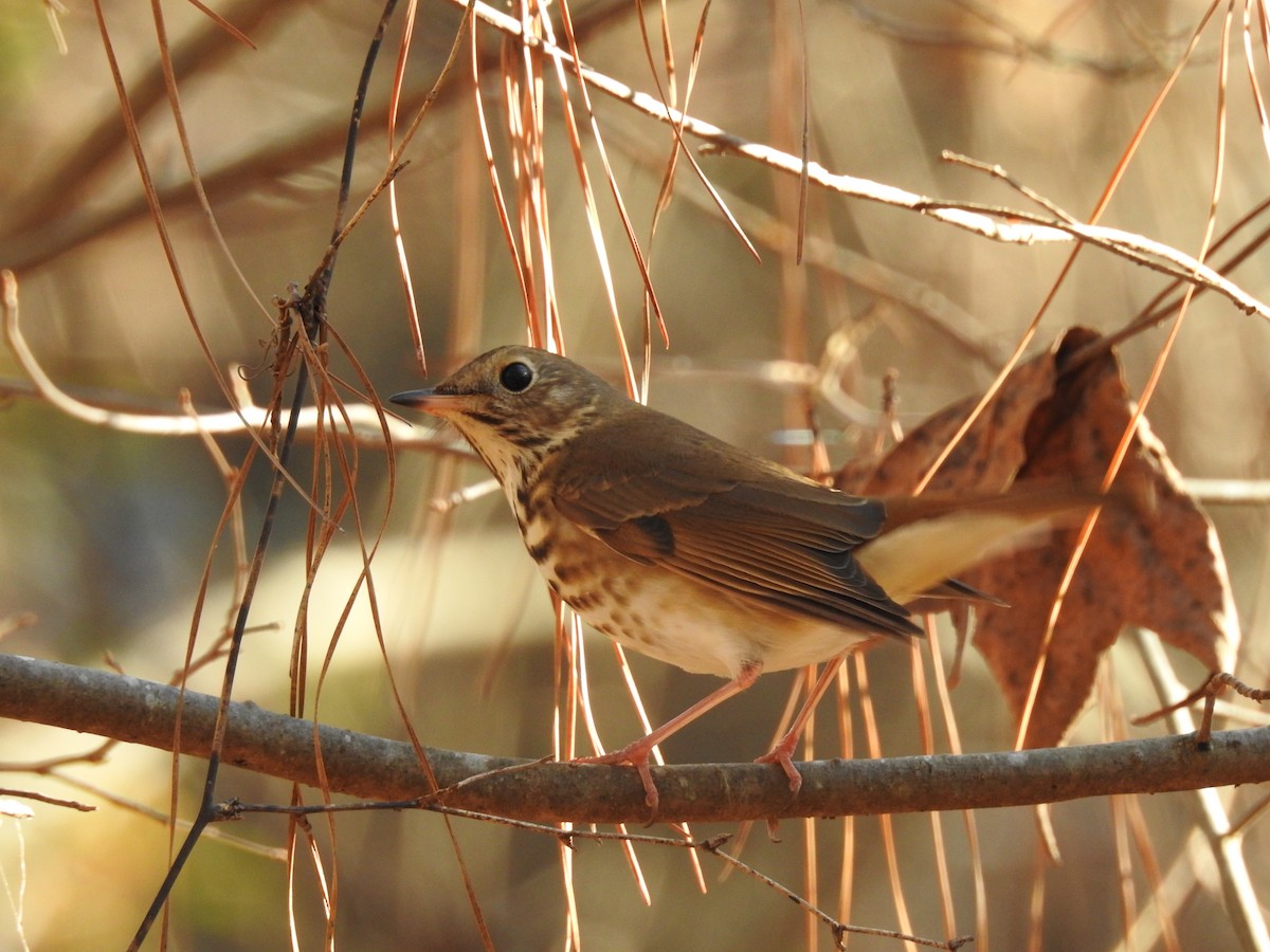 Hermit Thrush - ML81337461