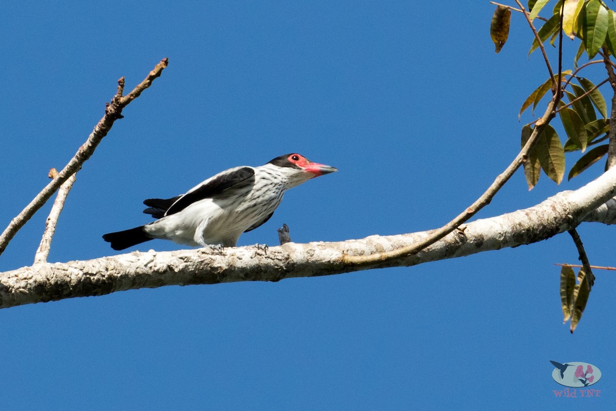 Black-tailed Tityra - Kamal Mahabir