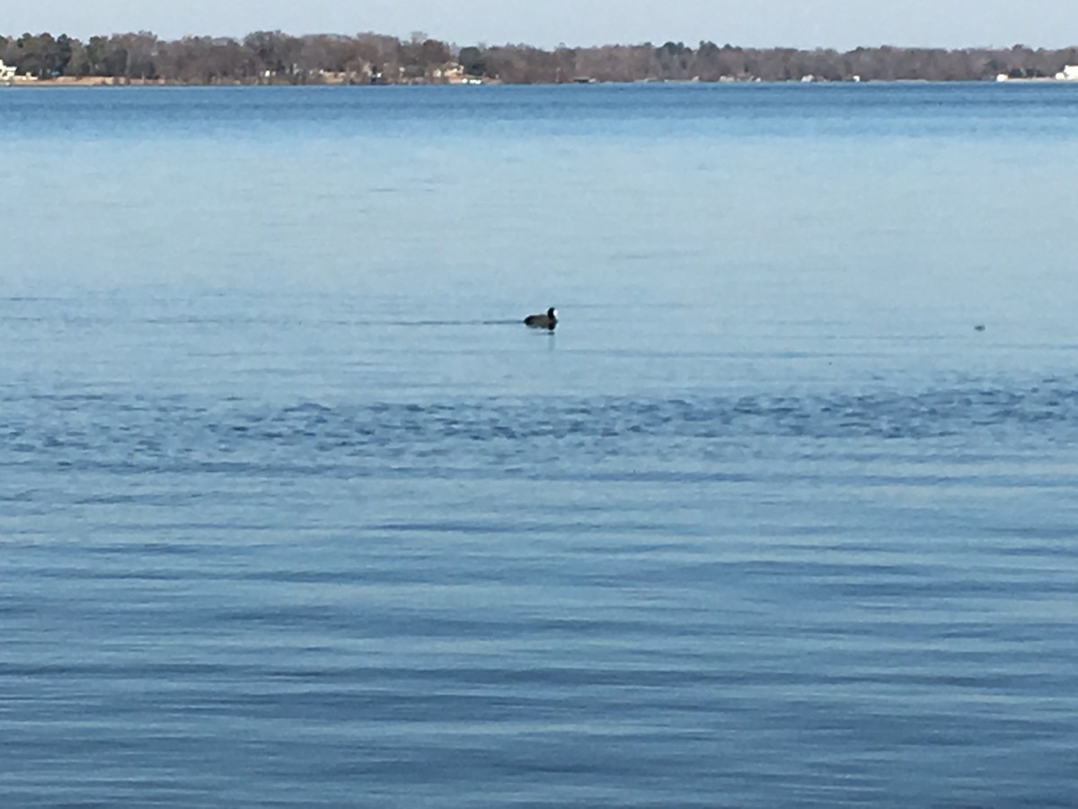 American Coot - ML81337861