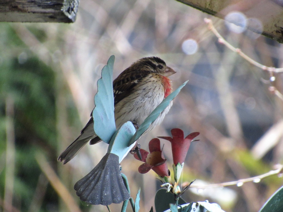 Rose-breasted Grosbeak - ML81338711