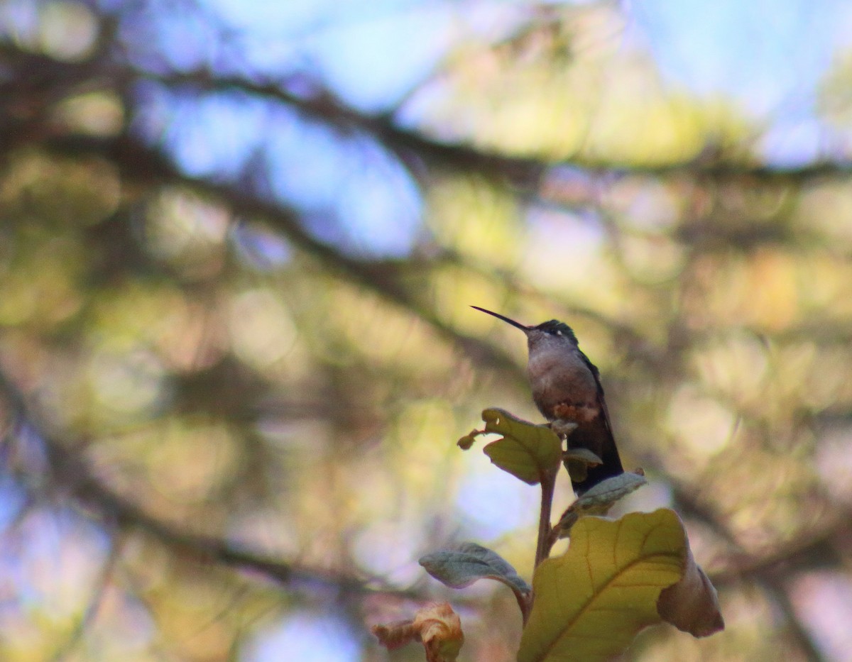 kolibřík skvostný - ML81339181