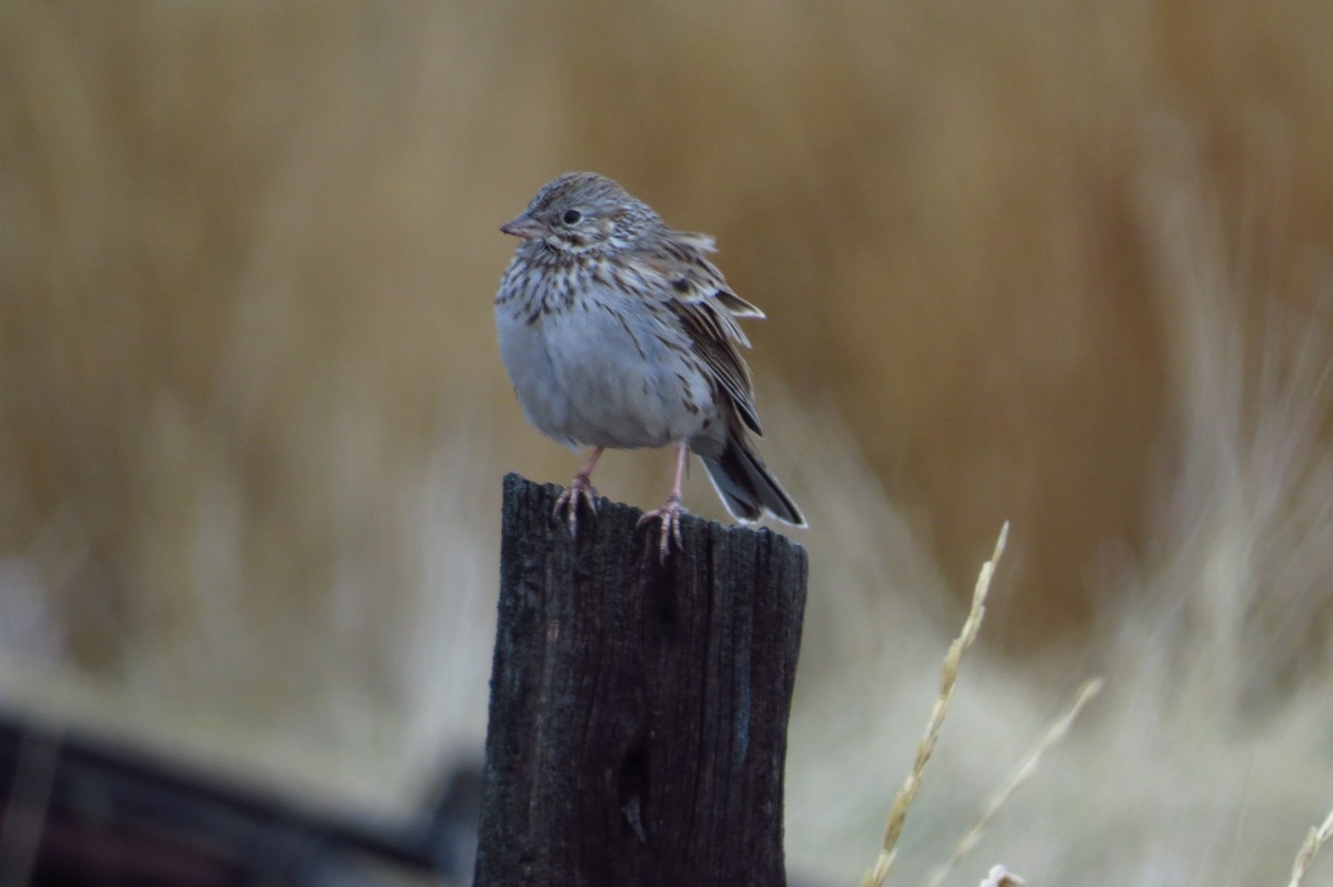 Vesper Sparrow - ML81339641