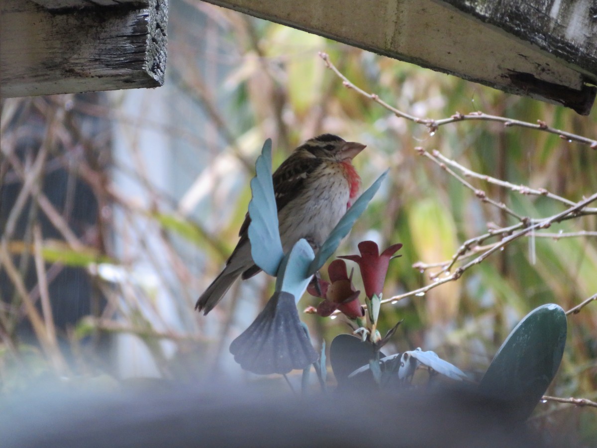 Rose-breasted Grosbeak - ML81340071