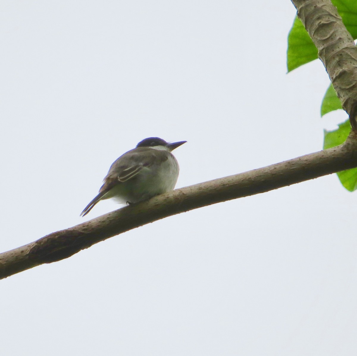 Loggerhead Kingbird - Cathy Theisen