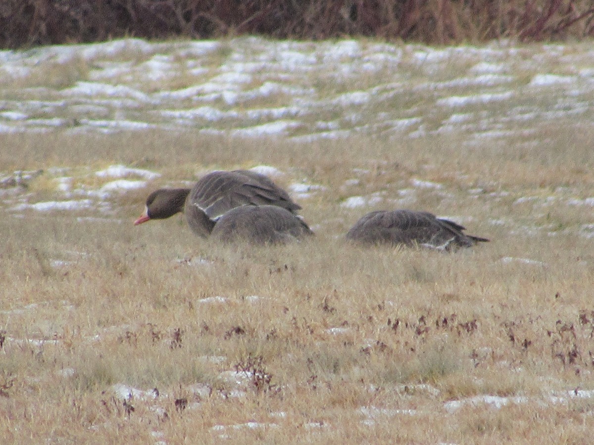 Greater White-fronted Goose - ML81341541