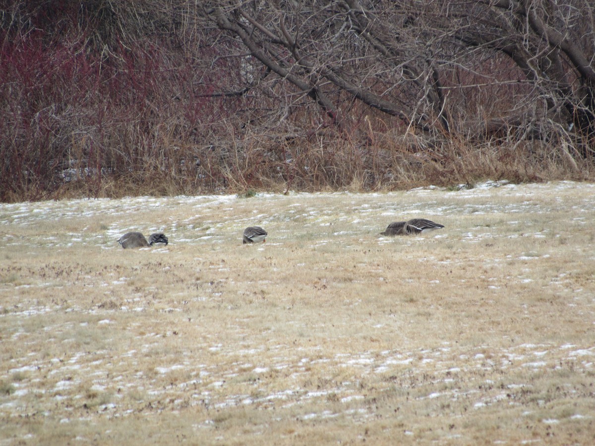 Greater White-fronted Goose - ML81341661