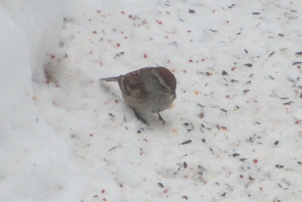 American Tree Sparrow - Paul Goscinski