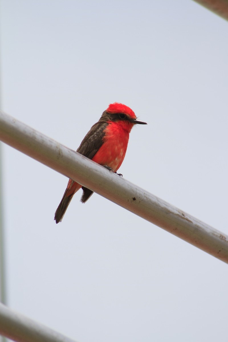 Vermilion Flycatcher - ML81344641