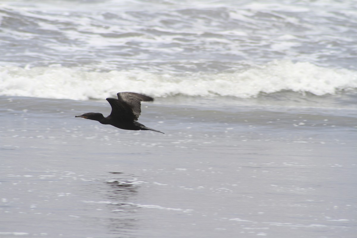 Neotropic Cormorant - ML81345091