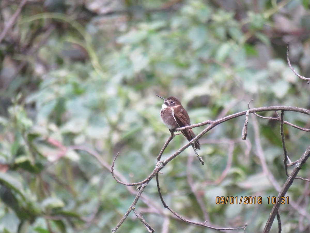 Purple-backed Sunbeam - ML81345371