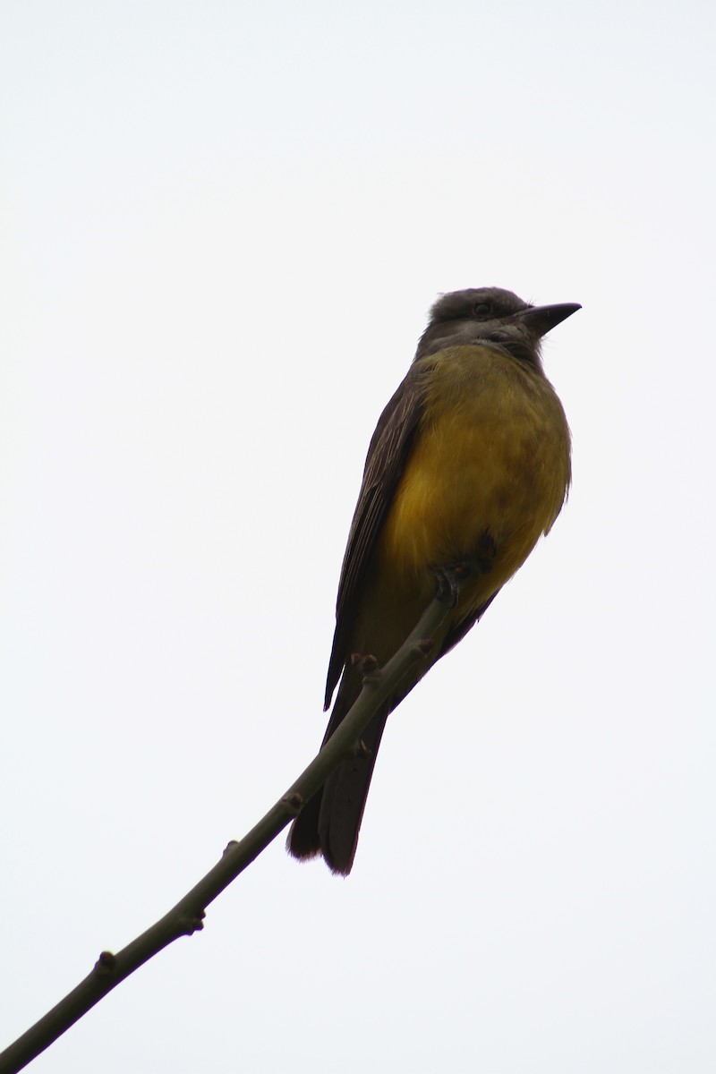 Tropical Kingbird - ML81345491