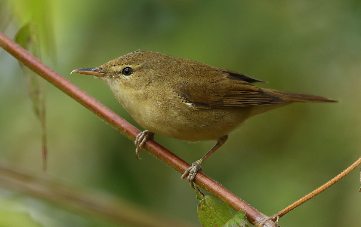 Blyth's Reed Warbler - Albin Jacob