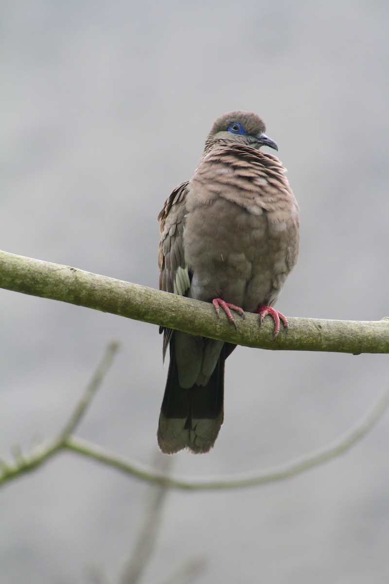 West Peruvian Dove - ML81346201