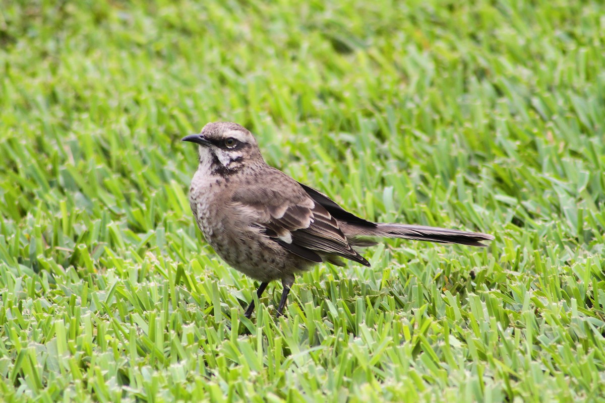 Long-tailed Mockingbird - Steven Sevillano