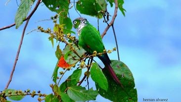Maroon-tailed Parakeet (Maroon-tailed) - Hernán Álvarez