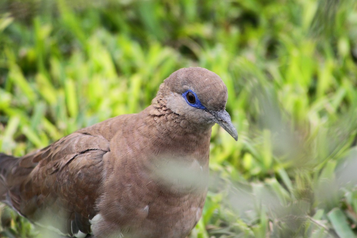 West Peruvian Dove - ML81346651