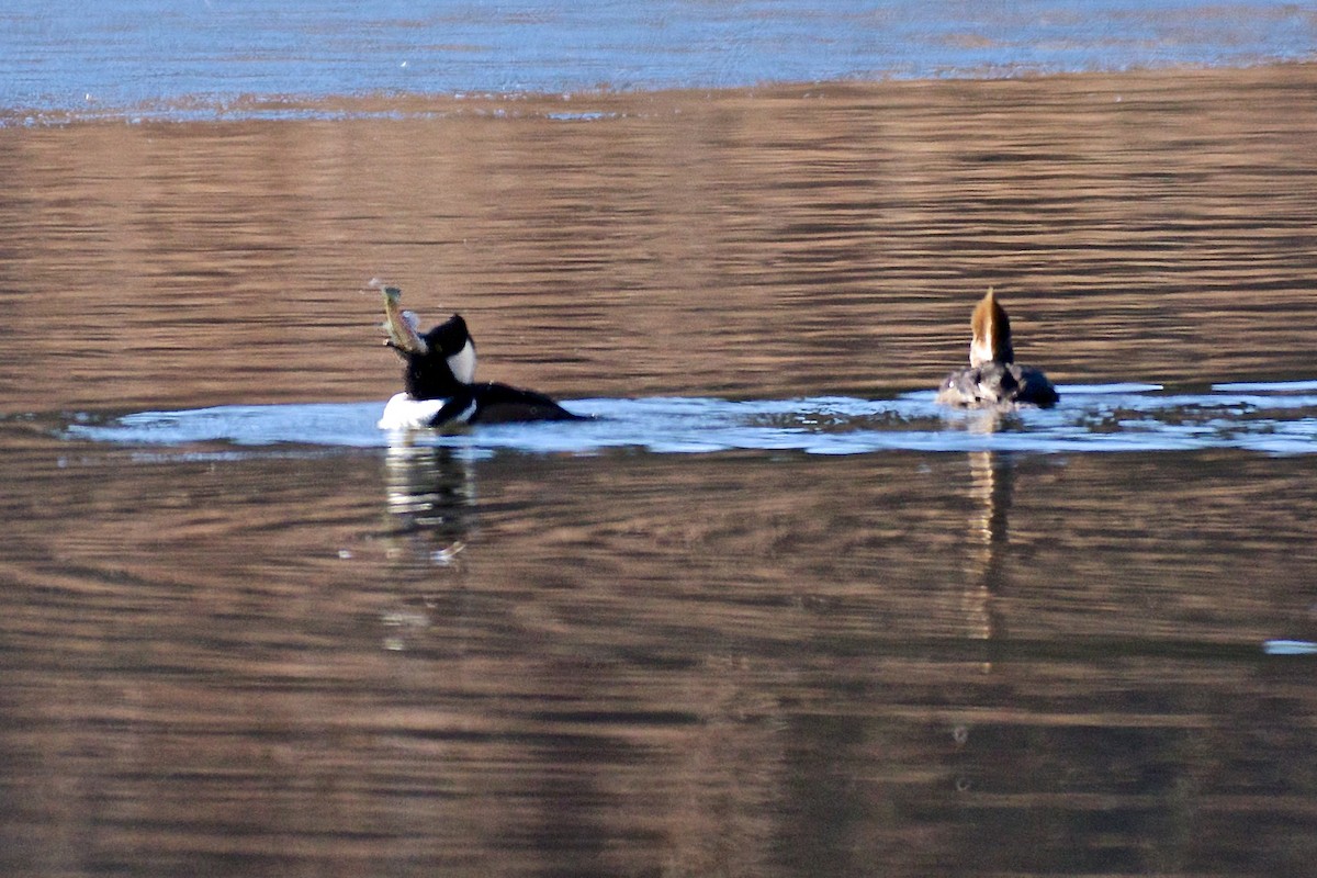 Hooded Merganser - ML81346731