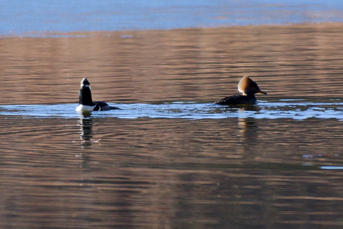 Hooded Merganser - ML81346741
