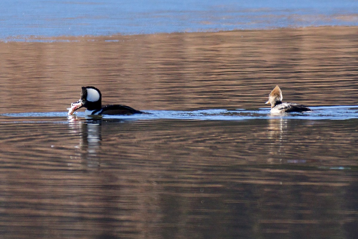 Hooded Merganser - ML81346751
