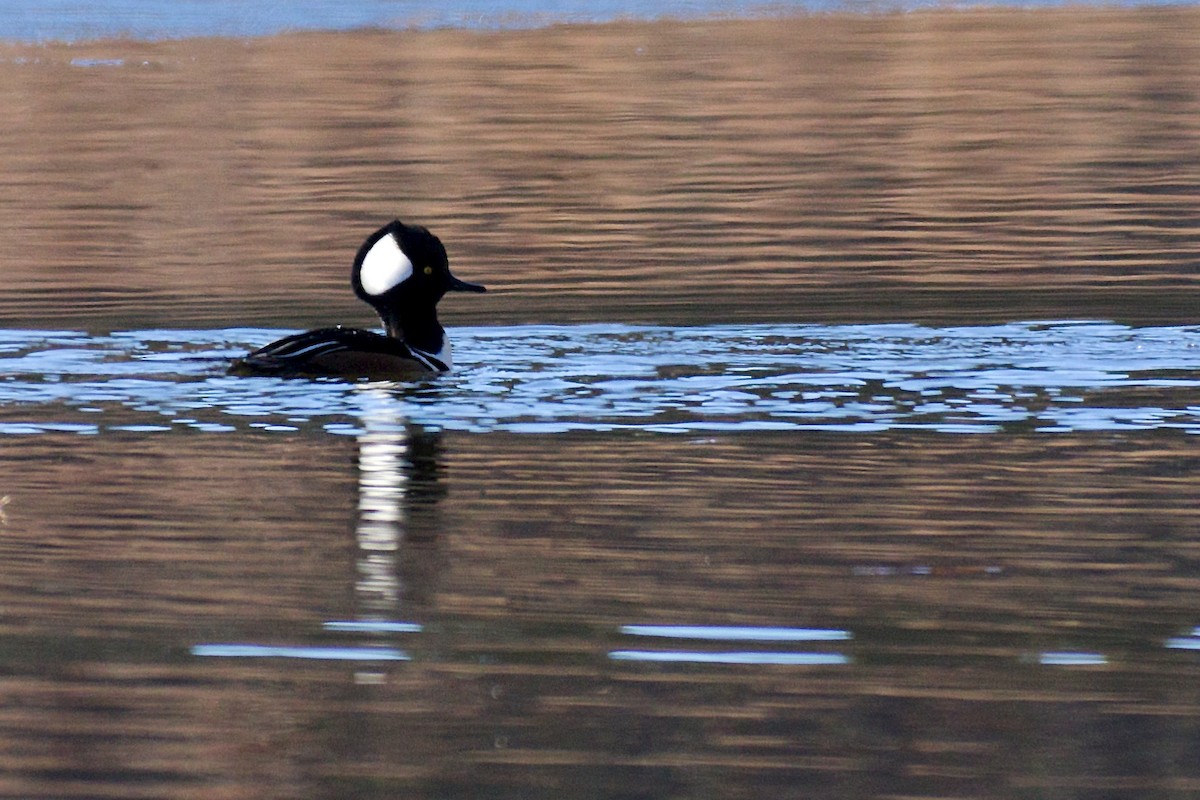 Hooded Merganser - ML81346771