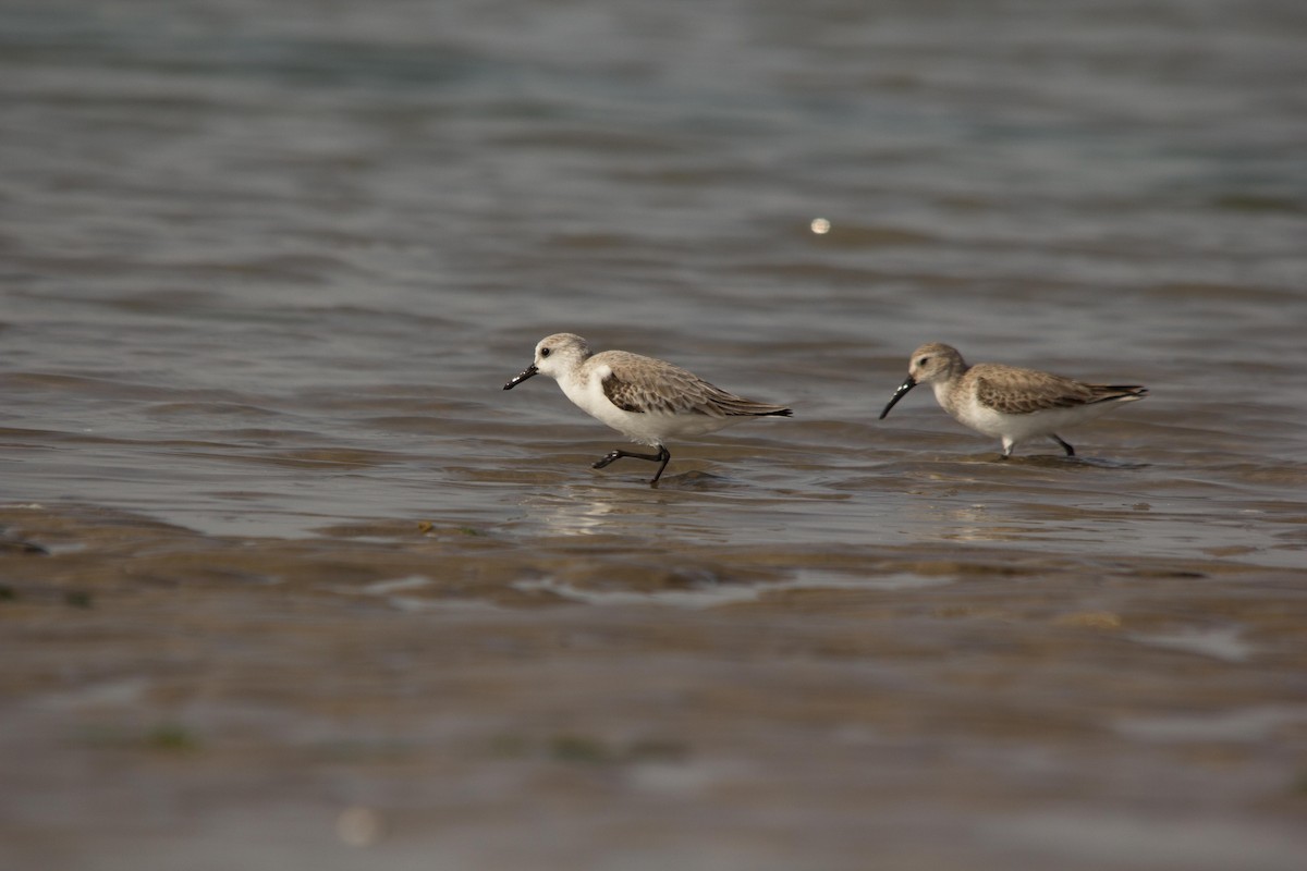 Sanderling - Abhijeet  Avate