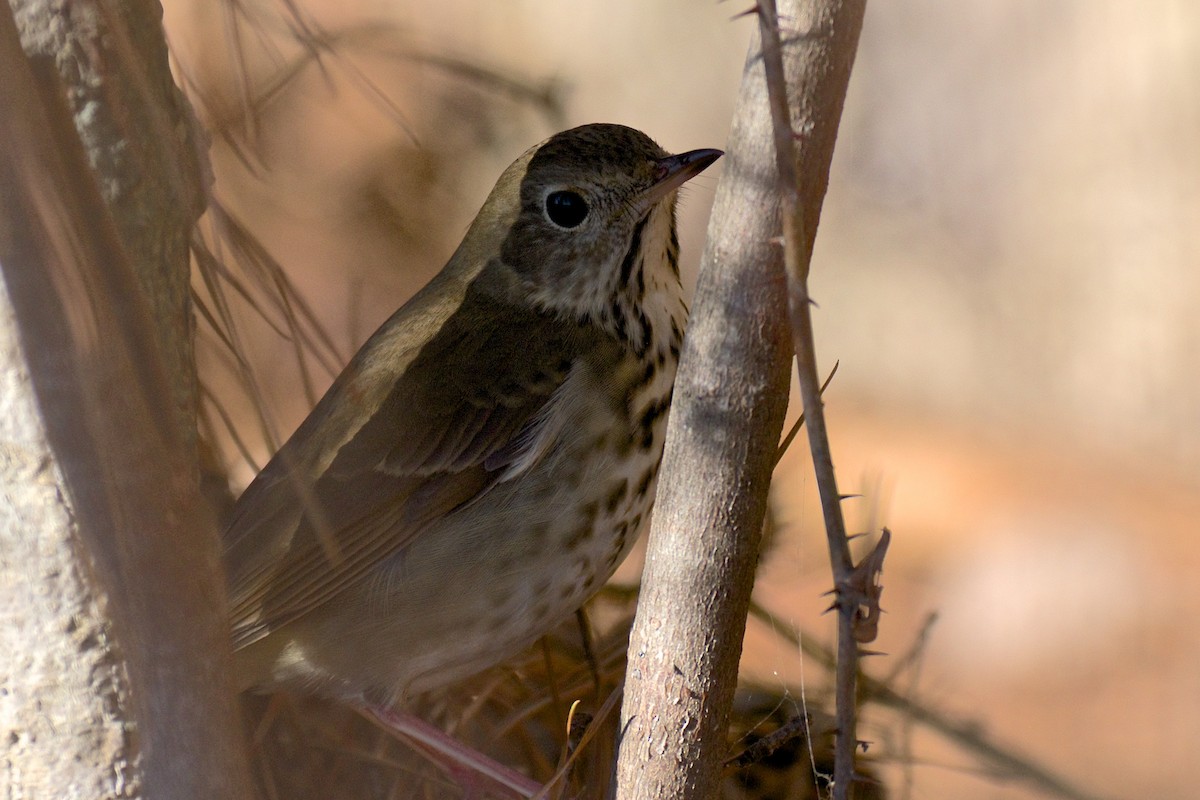 Hermit Thrush - ML81349541
