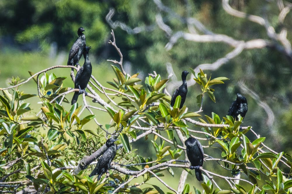 Little Black Cormorant - ML81351031