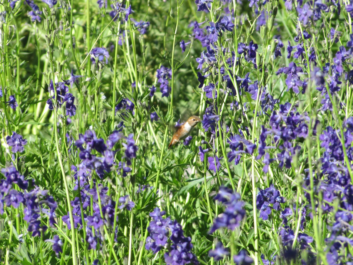 Rufous Hummingbird - Adrian Hinkle