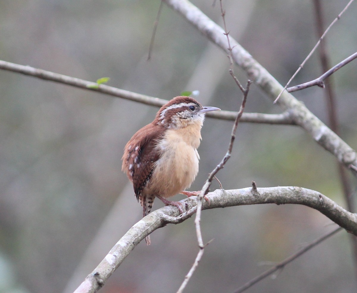 Carolina Wren - Wes Hatch