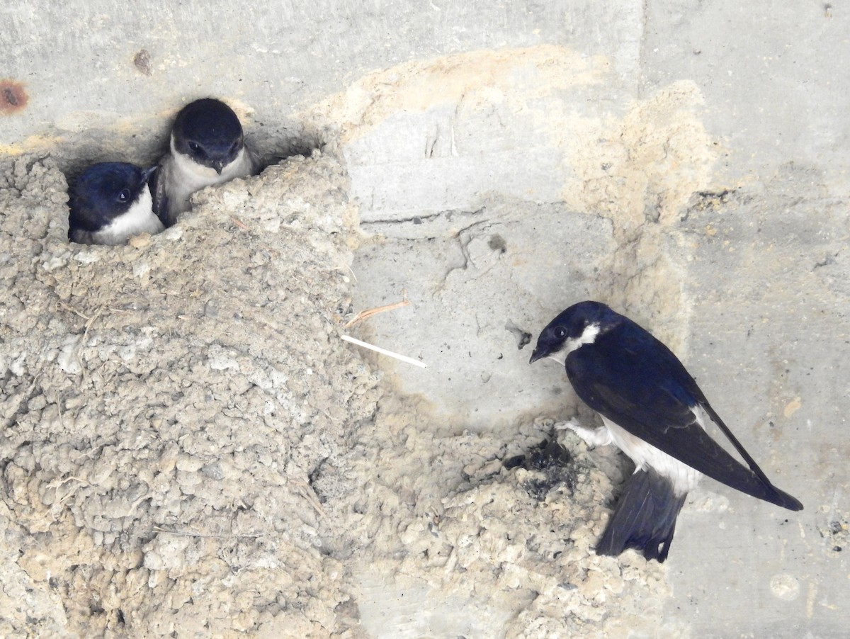 Asian House-Martin - Anonymous