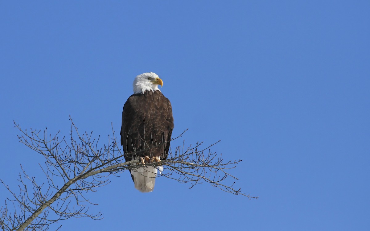 Bald Eagle - ML81353821