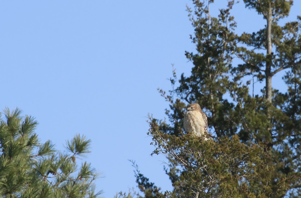 Red-shouldered Hawk - ML81353831