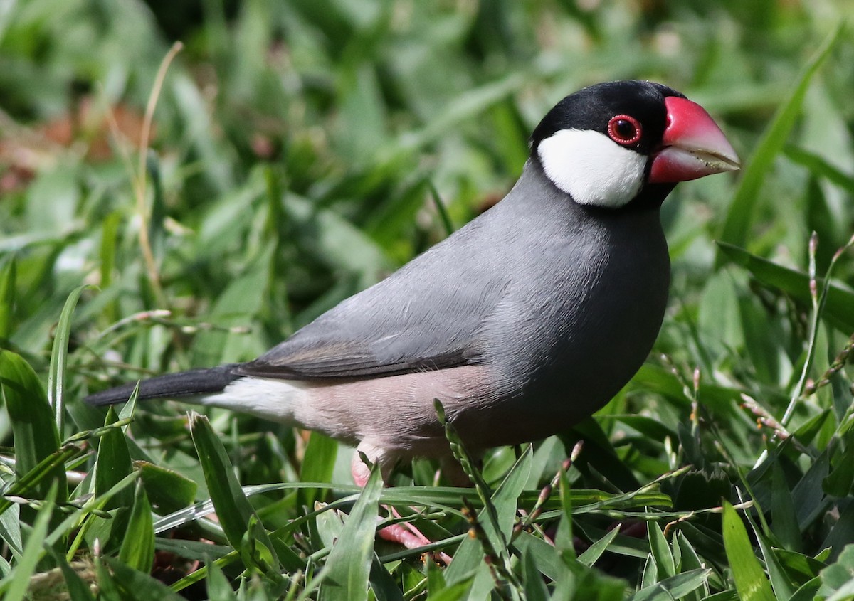 Java Sparrow - Derek Stokes